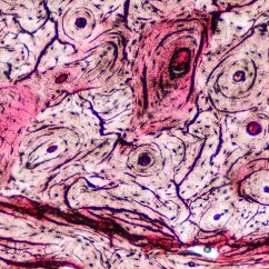 Mikroskopické preparáty – školní sada pro histologii č. 1, 23 ks Mikroskopické preparáty – školní sada pro histologii č. 1, 23 ks