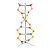 DNA malá souprava, Orbit