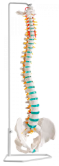 Ohebný model páteře