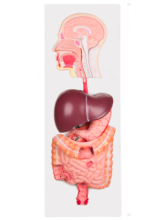 Model trávící soustavy