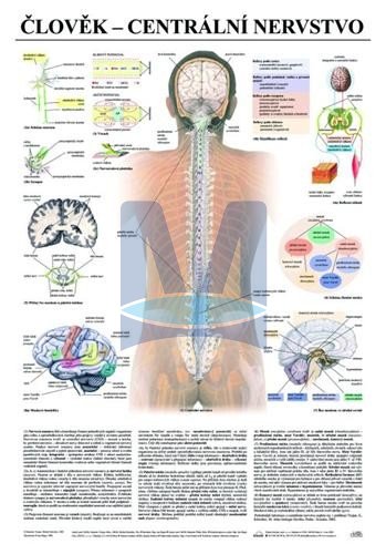 Člověk - centrální nervstvo