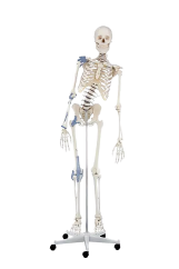 Kostra “Toni” s pohyblivou páteří a vazy