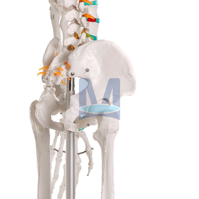 Model kostry Oskar - detail