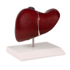 Model jater se žlučníkem