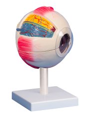 Model oka, šestkrát zvětšený, 6 částí