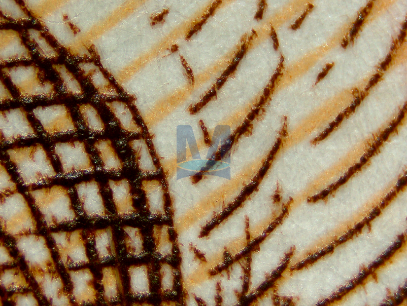 Zvětšení objektivu 4×