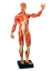 Model svalstva