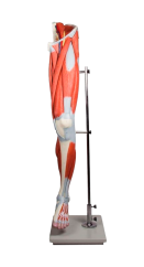 Svaly dolní končetiny - 13 dílů