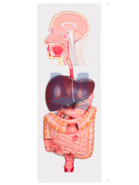 Model trávící soustavy
