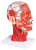 Model poloviny hlavy v životní velikosti