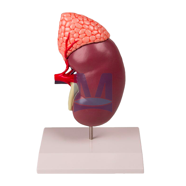 Model ledviny s nadlevinou dvakrát zvětšený, dvoudílný