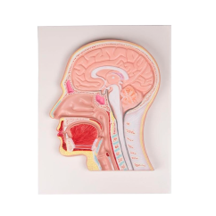 Mediánní řez lidskou hlavou