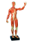 Model svalstva