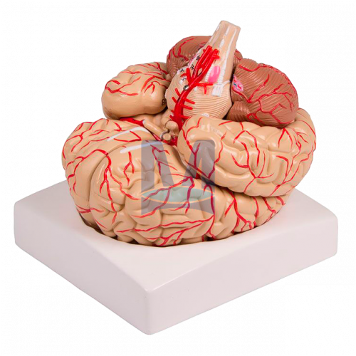 Model mozku devět částí