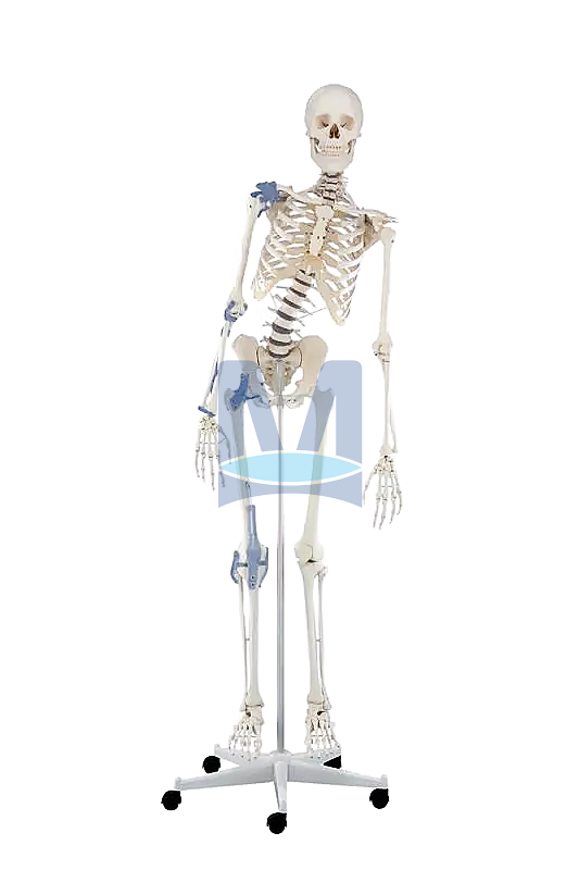 Kostra “Toni” s pohyblivou páteří a vazy