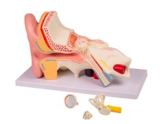 Model ucha, třikrát zvětšený, 4 části - rozložený