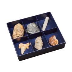 Fosílie – sada 6 kusů