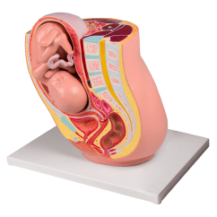 Model ženské pánve v těhotenství