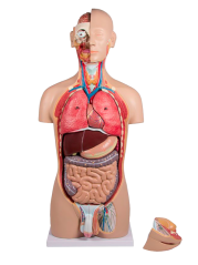 Dvoupohlavní torzo, 27 částí