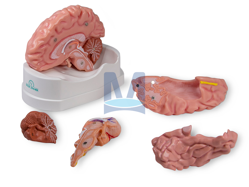 Model mozku, 5 částí - rozložený