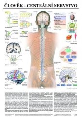Člověk - centrální nervstvo