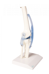 Model kolenního kloubu s vazy