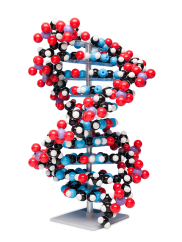 Velký model DNA