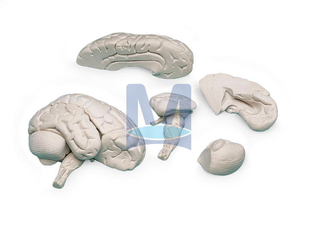 Model mozku, 8 dílů
