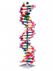 Mini DNA - 22 vrstev