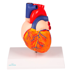 Dvoudílný model srdce