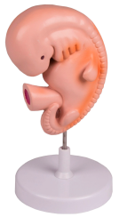 Model lidského embrya, 4 týdny