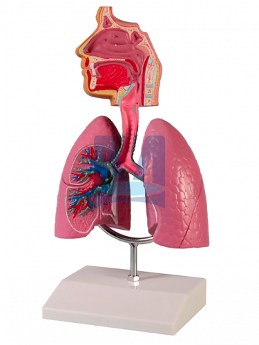 Model dýchací soustava člověka