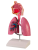 Model dýchací soustava člověka