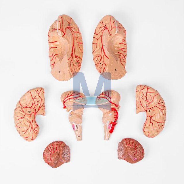 Model mozku devět částí - rozložený