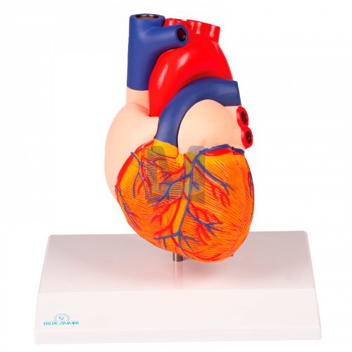 Dvoudílný model srdce