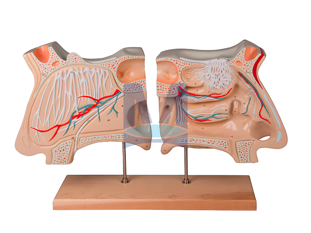 Model nosu s čichovým orgánem