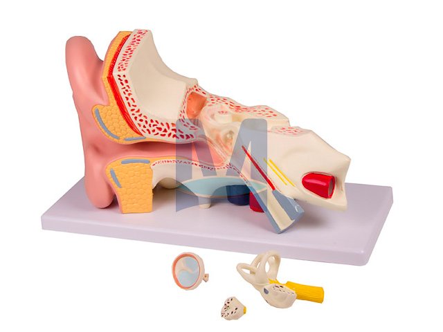 Model ucha, třikrát zvětšený, 4 části - rozložený