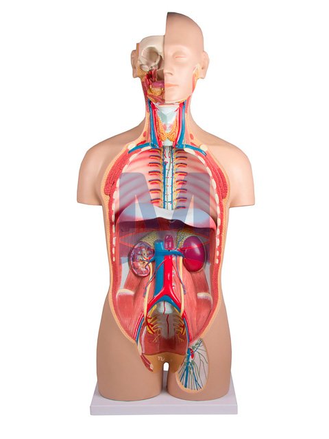 Dvoupohlavní torzo, 27 částí - přední část s vyjmutými orgány