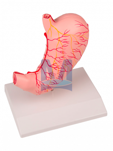 Model žaludku v životní velikosti, 2 části