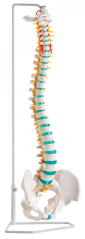 Ohebný model páteře