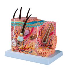 Model kůže