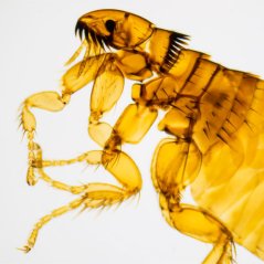 Mikroskopické preparáty – školní sada č. 5, 25 ks