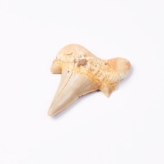 Fosílie – sada 6 kusů: žraločí zub