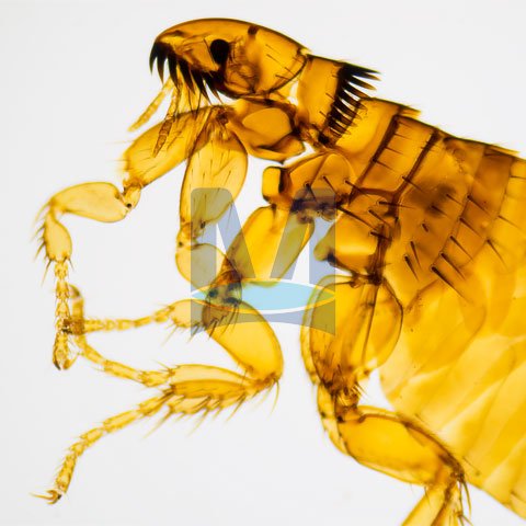 Mikroskopické preparáty – školní sada č. 5, 25 ks Mikroskopické preparáty – školní sada č. 5, 25 ks