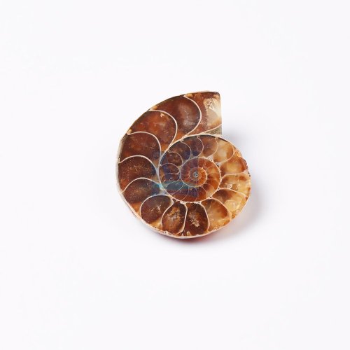 Fosílie – sada 6 kusů: amonit