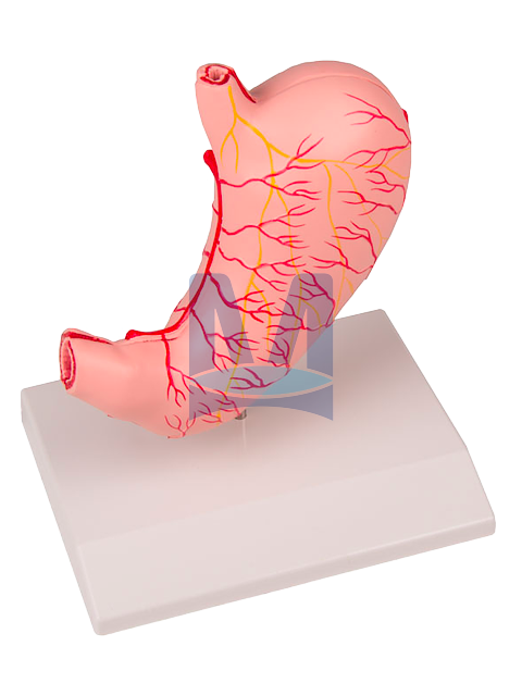 Model žaludku v životní velikosti, 2 části