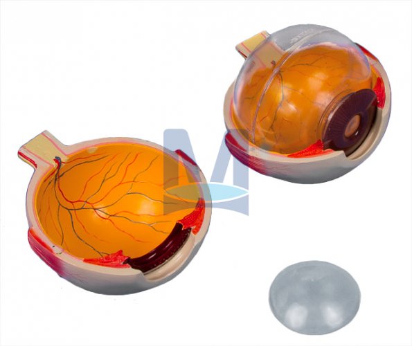 Model oka, šestkrát zvětšený, 6 částí - rozložený