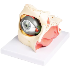 Model oka s očním víčkem v oční jamce, 13 částí
