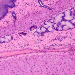 Mikroskopické preparáty – školní sada pro histologii č. 1, 23 ks