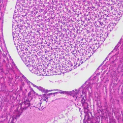 Mikroskopické preparáty – školní sada pro histologii č. 2, 23 ks